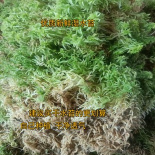 新鲜水苔蝴蝶兰花种植专用保湿无菌通用植料基质爬宠垫材龟缸造景