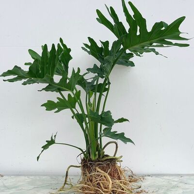 龙鳞春羽水培盆栽绿植老桩春雨室内好养小天使植物土培大型龟背竹