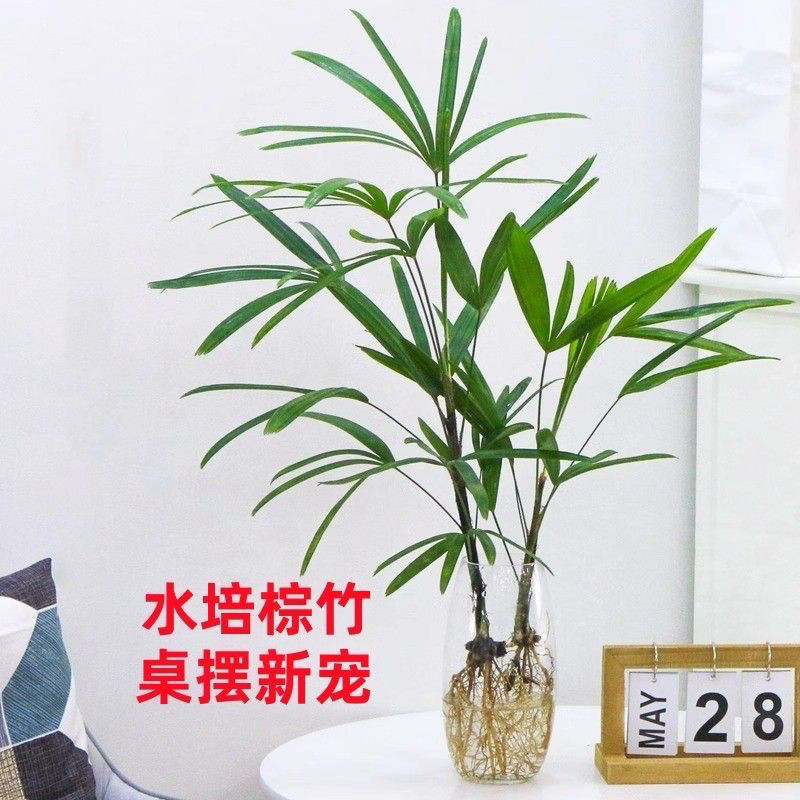 招财竹水培绿植室内客厅办公室