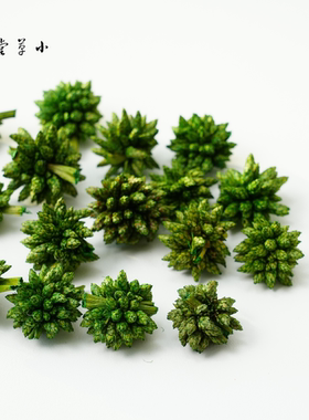 【绿色多头星】进口天然植物素材手工diy材料圣诞花环圣诞树装饰