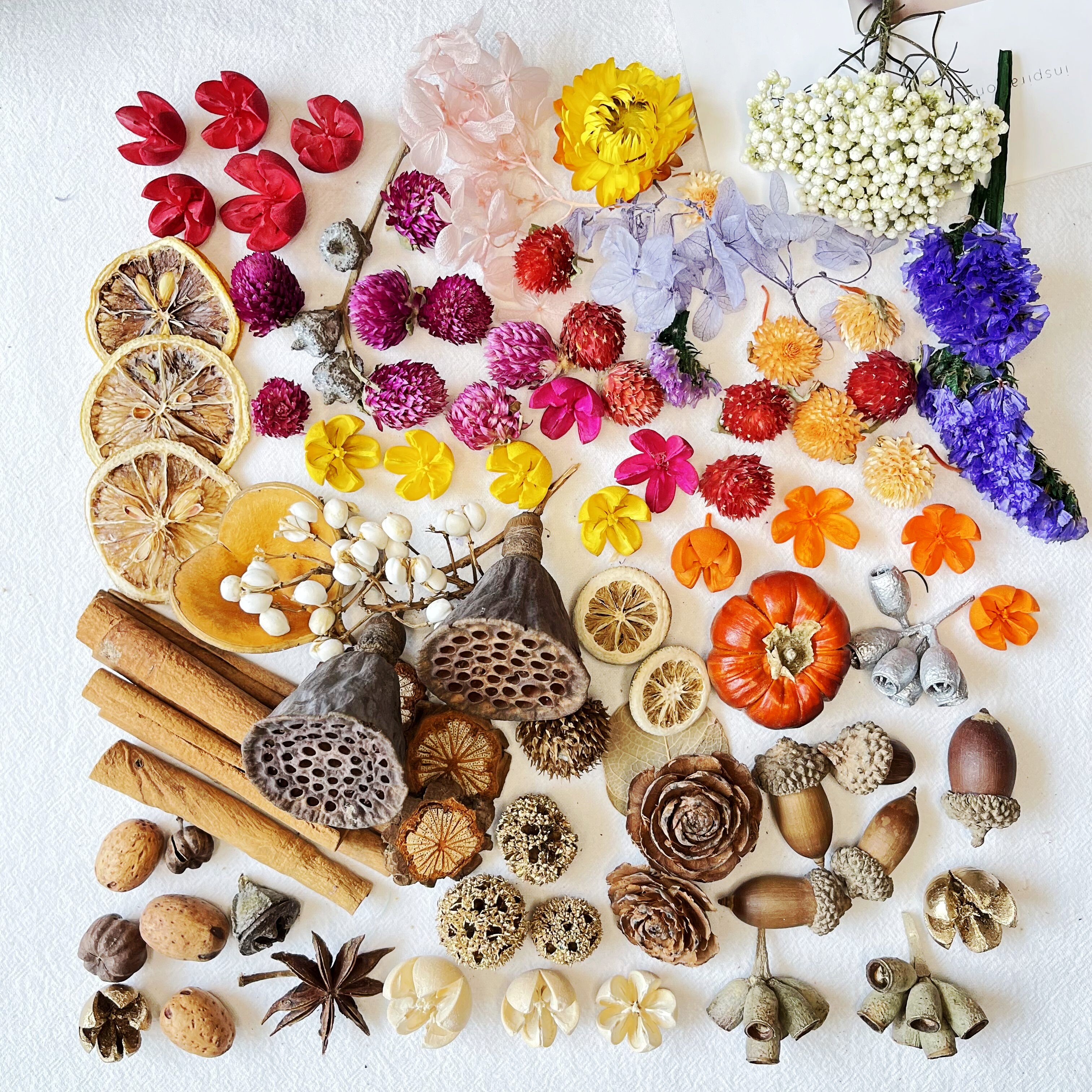 植物干燥果实树叶手工diy幼儿