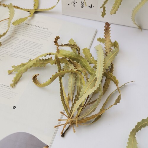 小草堂天然植物叶子进口班克木叶