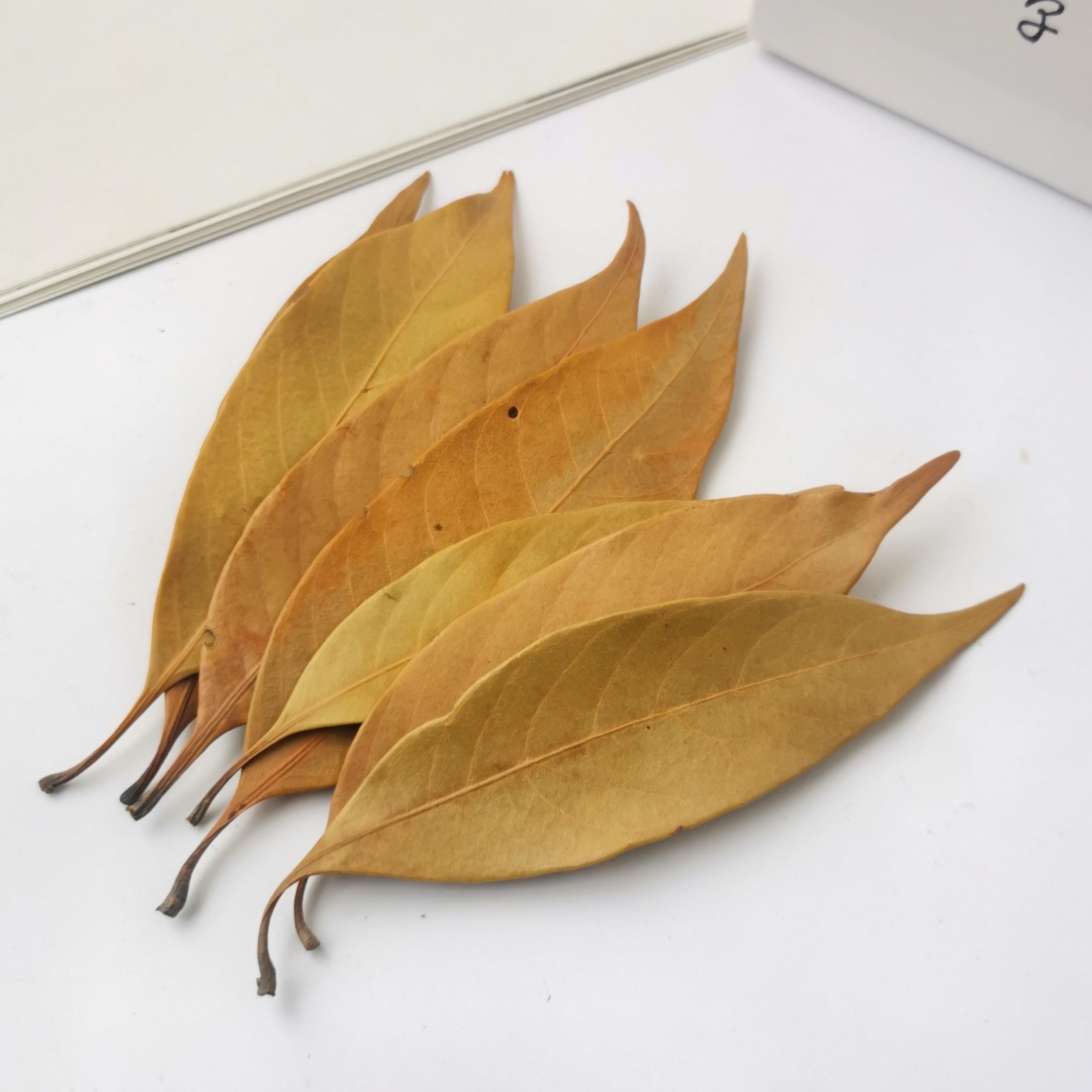 【橙子叶】天然植物树叶干叶 手工DIY材料 花环装饰配饰 幼儿环创