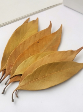 小草堂天然植物叶子橙子叶