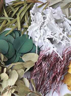 叶材天然植物叶片手工DIY素材
