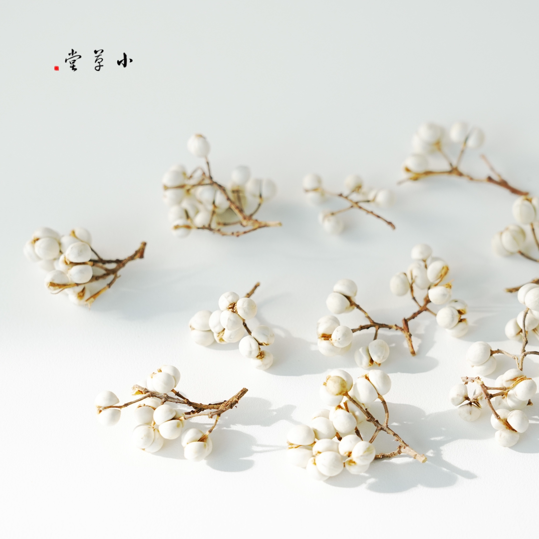 【小枝小白果】天然植物乌桕果干花手工diy材料香薰环创标本收集