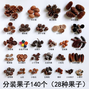 天然果实橡果松果幼儿园环创材料包拍摄道具手工diy果子50种250个