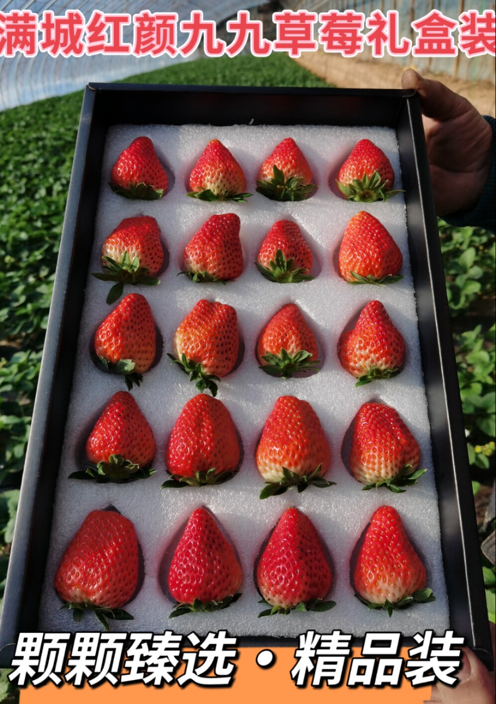 河北保定满城九九草莓礼盒装水果新鲜久久红颜奶油现摘甜大非丹东