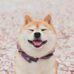 熊本熊家 福州城区上门喂养宠物猫狗喂猫喂狗遛狗春节国庆放假