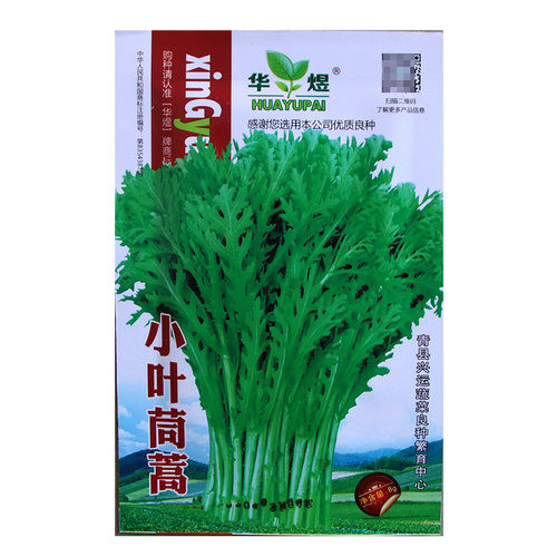 小叶茼蒿种子皇帝光杆菊花四季