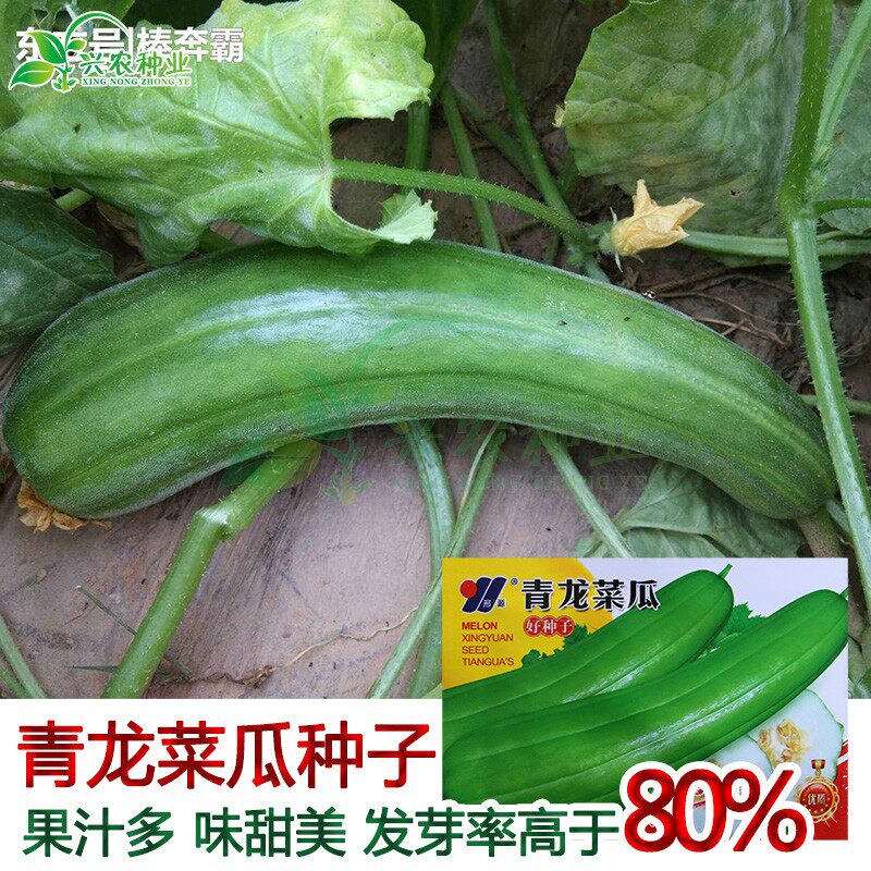 青龙菜瓜种子 农田菜园易种果肉白汁多清香甜美可凉拌菜瓜蔬菜籽