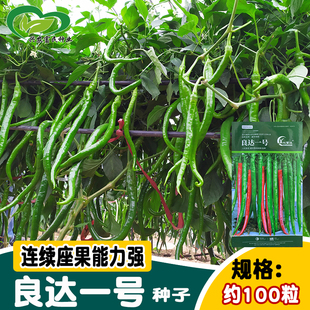 良达一号辣椒种子辣味浓顺直杭椒长线椒尖椒籽菜园农家蔬菜孑