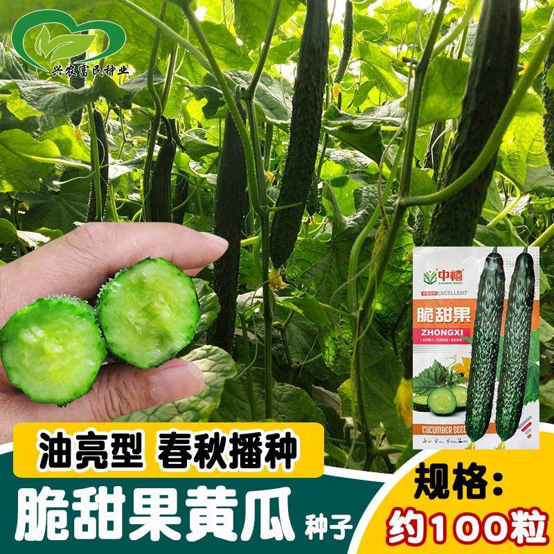 中禧脆甜果黄瓜种子 刺密短把青皮青肉津研四号全雌黄瓜籽大棚籽