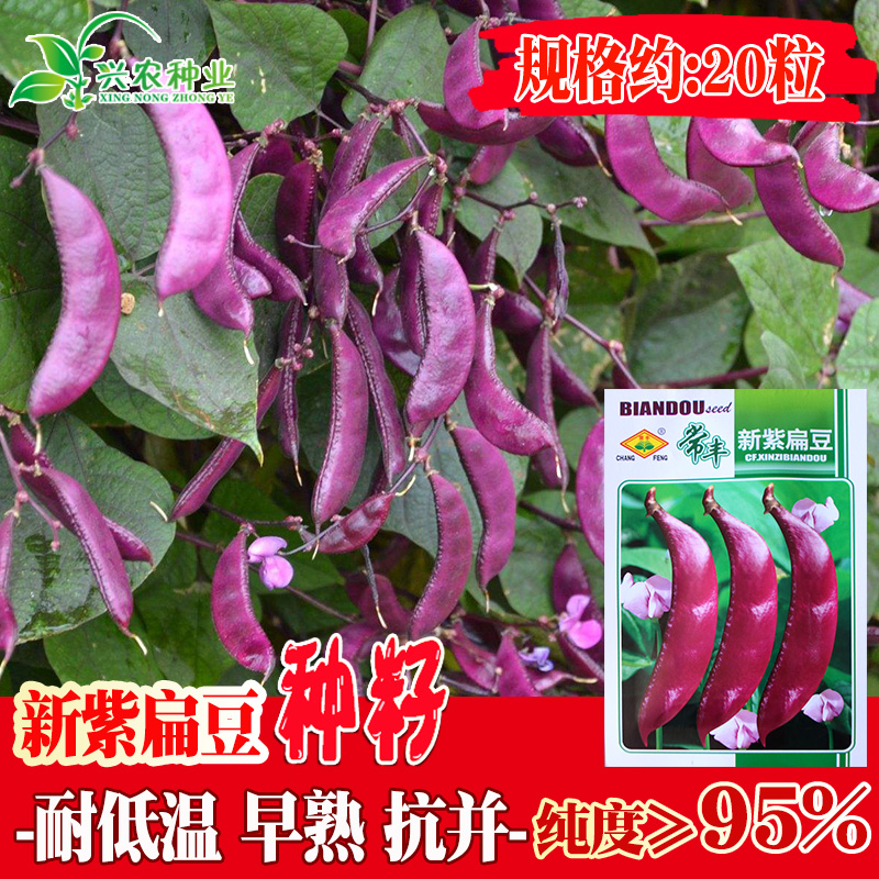 新紫扁豆种子早熟耐低温