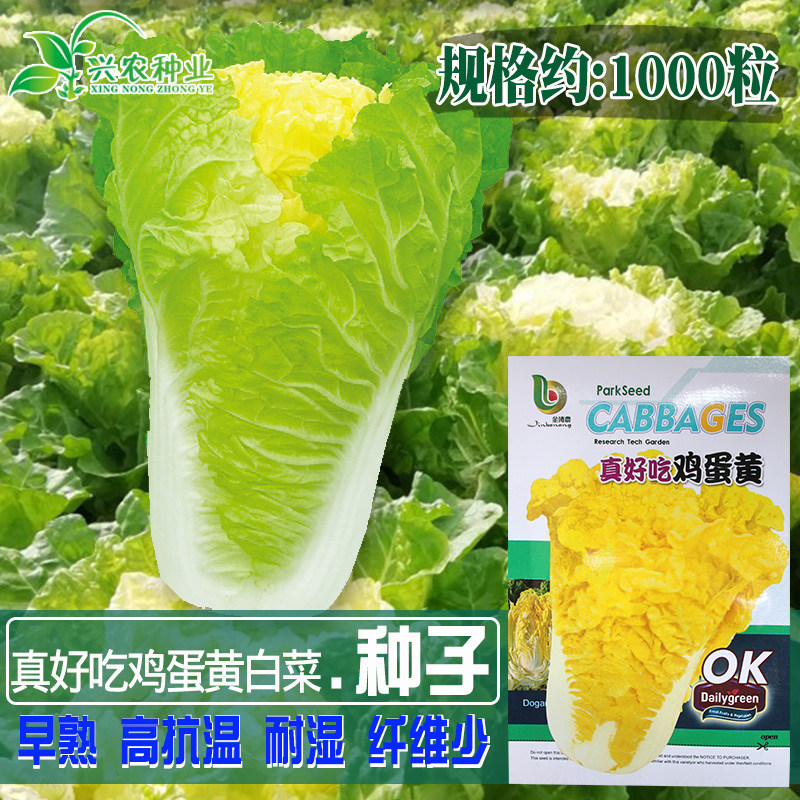真好吃鸡蛋黄白菜种子 农田菜园高产蔬菜四季培耐湿耐热黄心白菜