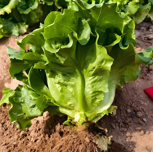 全年耐抽苔生菜种子 大田庭院高产当家蔬菜耐寒耐热生菜籽耐抽苔