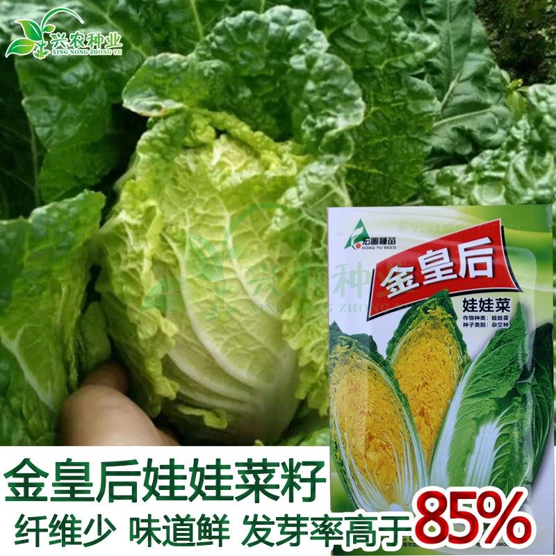 金皇后黄心娃娃菜种子 农田菜园高产易种柔嫩娃娃菜籽蔬菜种子