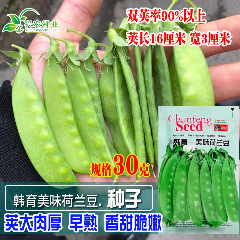 荷兰豆种子大荚型好种 高产春秋 菜豆青豆籽 四季荚豌豆蔬菜种子