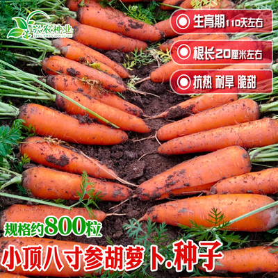 小顶八寸胡萝卜种子农田菜园高产