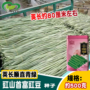 青绿荚孑 大棚露地长豇豆豆角种籽 信研豇山首富豆角种子 春秋四季