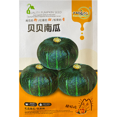贝贝南瓜种子板栗味甘面