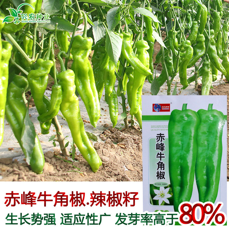 韩育赤峰牛角椒特大牛角椒种子大果羊角青椒尖椒辣椒种籽高产春季