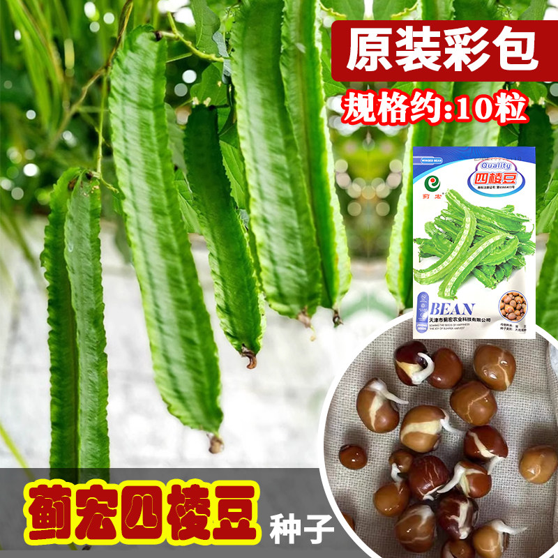 蓟宏种业四棱豆种子 农田菜园播种翠绿四棱嫩脆可口四棱豆种籽