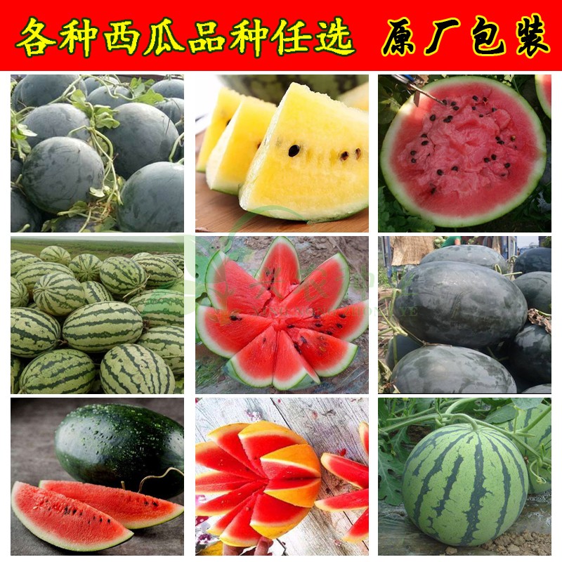 各种优质甜脆西瓜种子