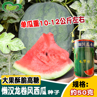 科益懒汉龙卷风西瓜种子 肉红沙瓤露地 大果蜜冠龙墨绿西瓜种籽