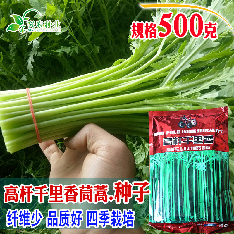 高杆千里香茼蒿种子 农田菜园基地嫩绿油亮实心小叶茼蒿蔬菜籽
