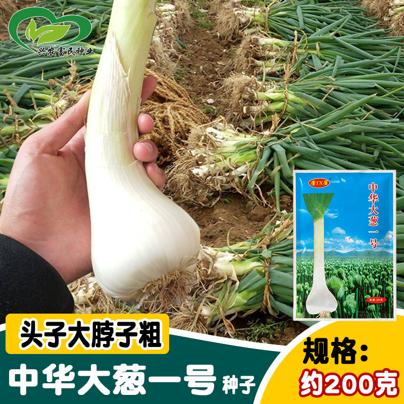 中华大葱一号鸡腿葱种子 头大脖子长 大头葱种籽 隆尧高产大葱籽