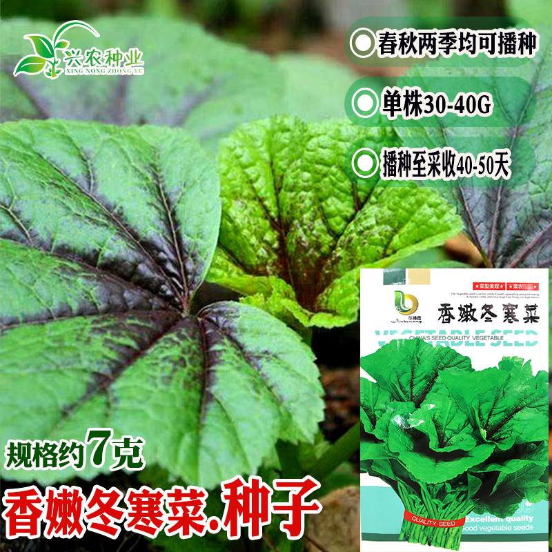 金博农香嫩冬寒菜春秋栽培
