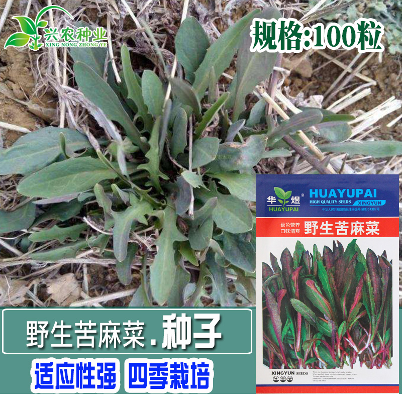 野生曲麻菜种籽叶菜野菜苦麻菜种子苦菜种籽四季春夏秋冬播盆栽