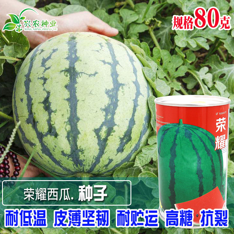 千普荣耀西瓜种子 高抗易坐果高产肉质甜脆大田易种红瓤西瓜种籽