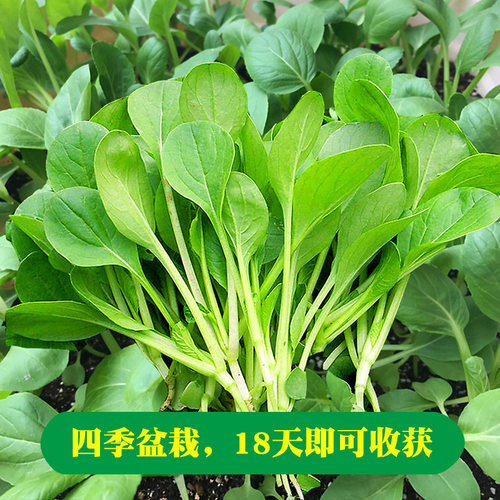 四季蔬菜鸡毛菜种子易种植