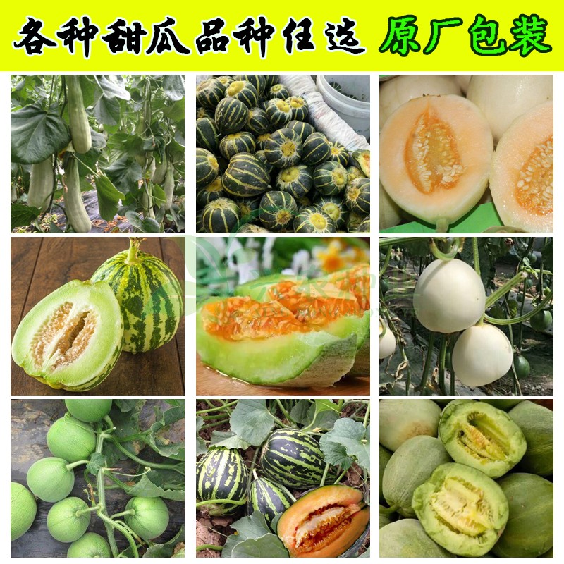 各种甜瓜种子 大田菜园高产高甜肉厚爽口脆甜瓜种子 水果甜瓜种子