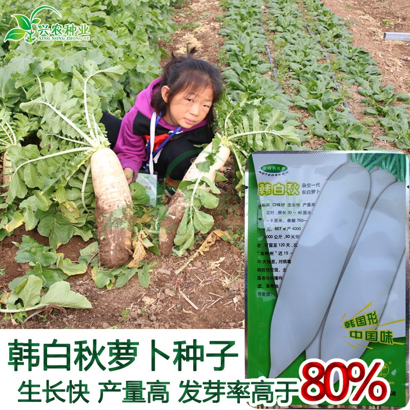 农得利韩白秋白萝卜种子 春秋大田菜园易种萝卜籽 四季阳台盆栽