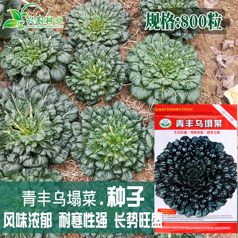 乌塌菜种子 包邮 免运费菜种子 四季阳台秋冬播 包邮 农家蔬菜