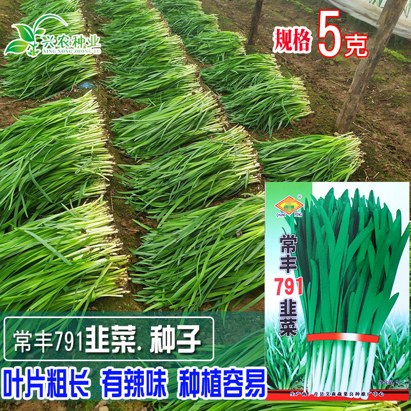 韭菜种子大马莲种籽割茬香辣籽