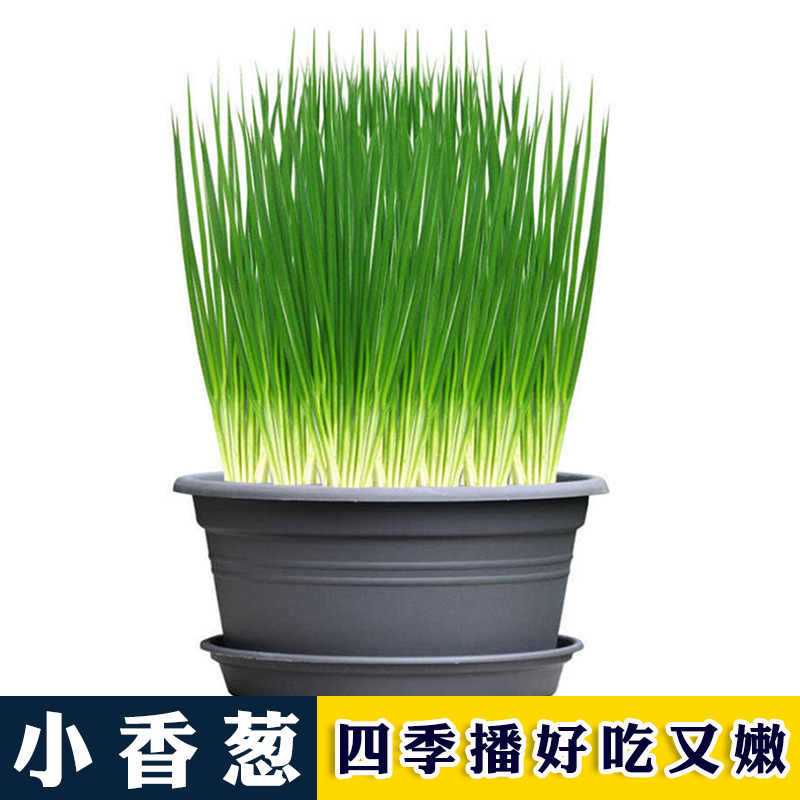 小葱种子 农家菜园高产香葱种子 阳台盆栽四季小香葱籽 蔬菜种子