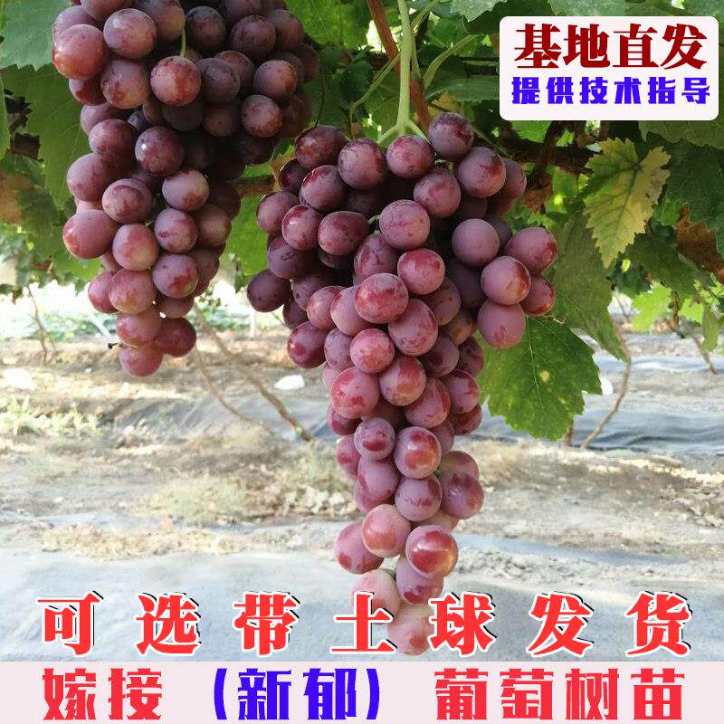 嫁接新郁葡萄树苗新疆吐鲁番红提葡萄树果苗庭院盆地栽爬藤葡萄苗