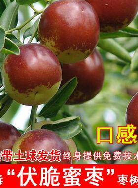 嫁接伏脆蜜枣树活苗88红脆甜冬枣核树苗北南方种植当年结果果树苗