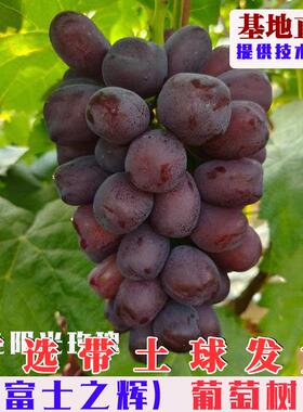 嫁接富士之辉葡萄树苗黑色无核阳光玫瑰葡萄苗庭院盆地栽葡萄果苗