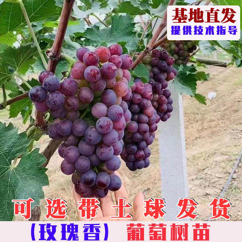 嫁接玫瑰香葡萄树苗特大无籽红提苗庭院盆栽地栽种植爬藤葡萄果苗