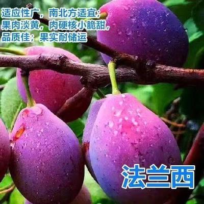 西梅树苗西梅李子果树苗子南北方种植四季盆栽地栽水果苗当年结果