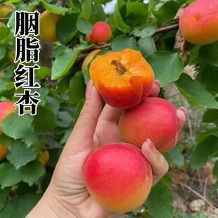 杏树果苗嫁接盆栽杏树苗庭院种植地栽耐寒果树苗南方北方杏子苗树