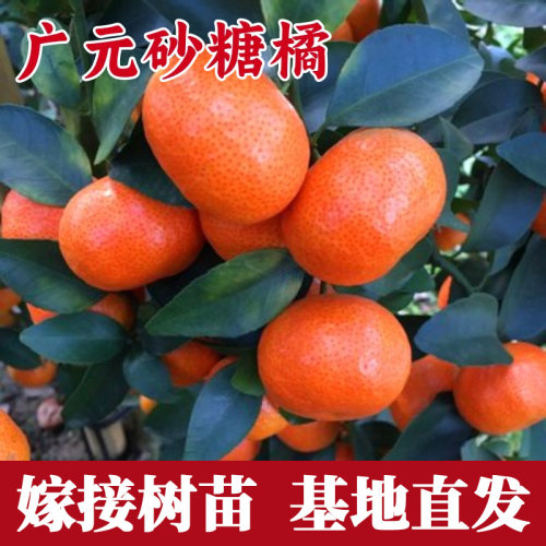 广元砂糖橘树苗嫁接盆栽