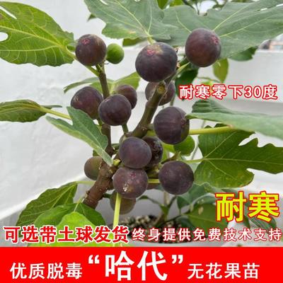 哈代无花果树苗耐寒紫果糖心无花果果树苗北南方盆栽地栽当年结果