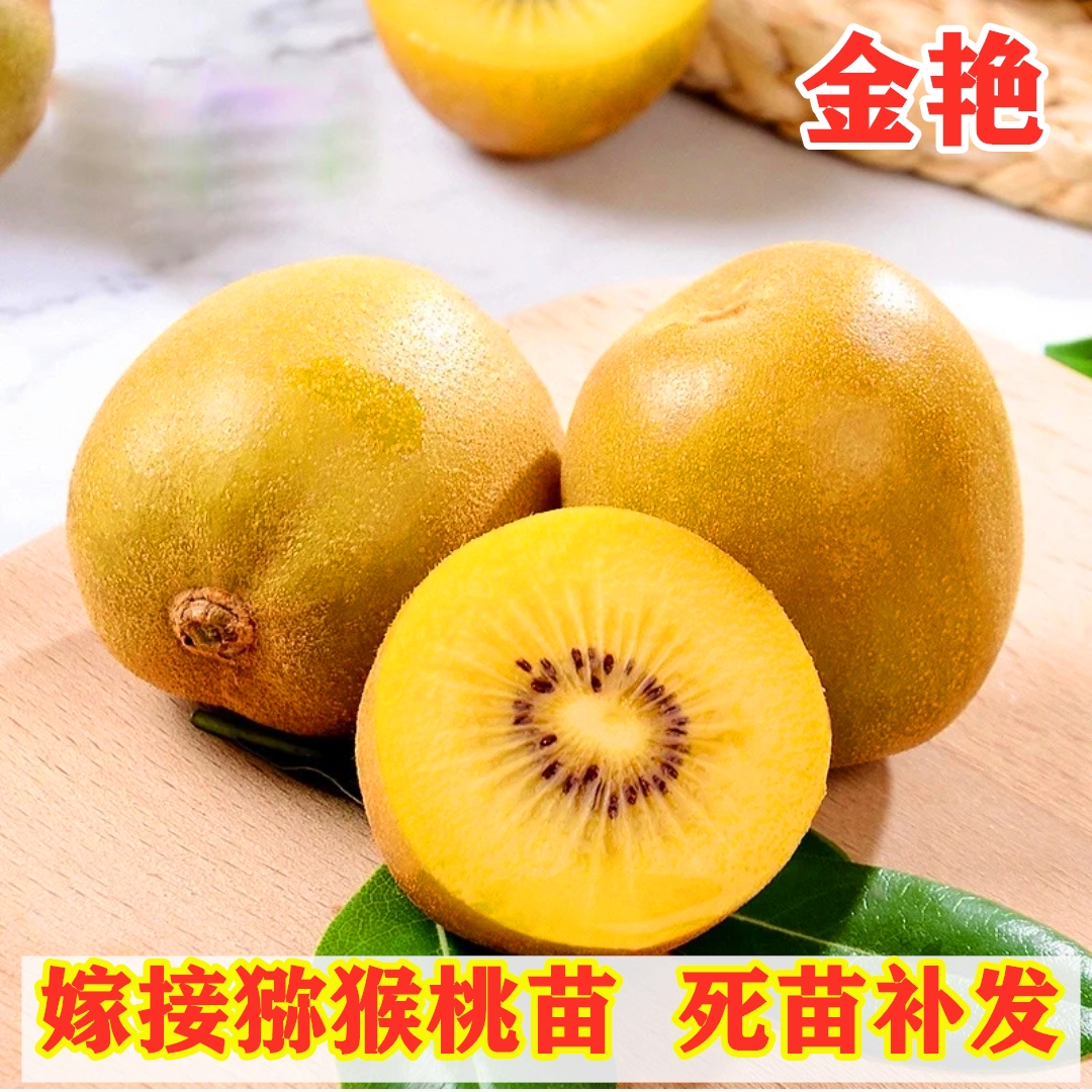 金艳猕猴桃树苗嫁接黄金黄心奇异果南方北方种植盆栽地栽当年结果