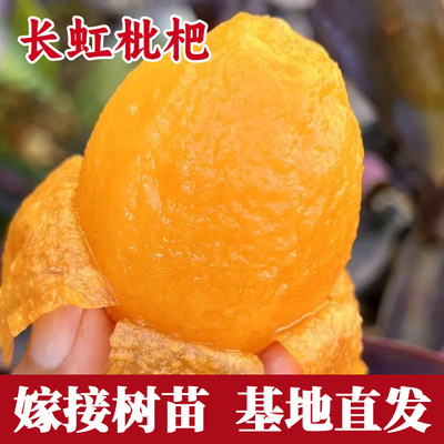长虹枇杷苗南北方耐寒树